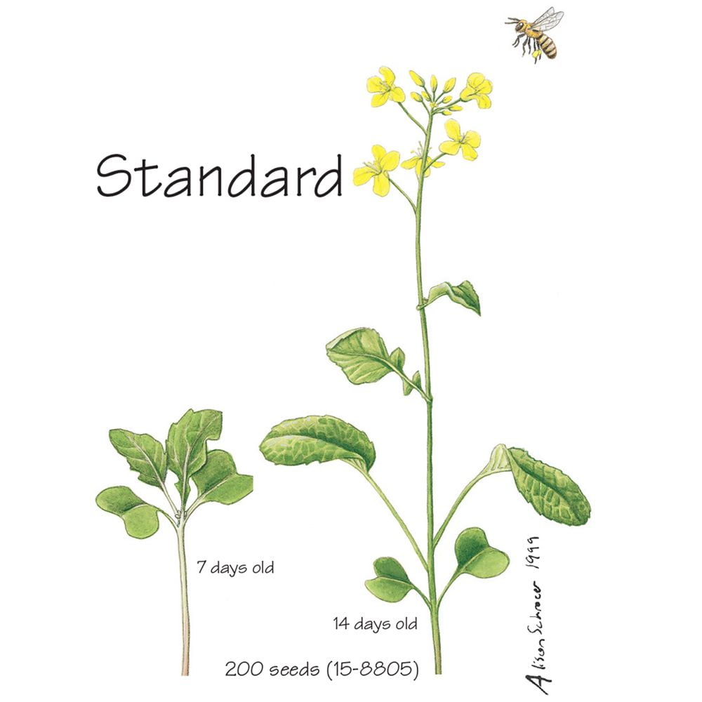 Wisconsin Fast Plants Standard Seed, Pack Of 200