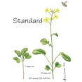 thumbnail image 1 of Wisconsin Fast Plants Standard Seed, Pack Of 50, 1 of 3