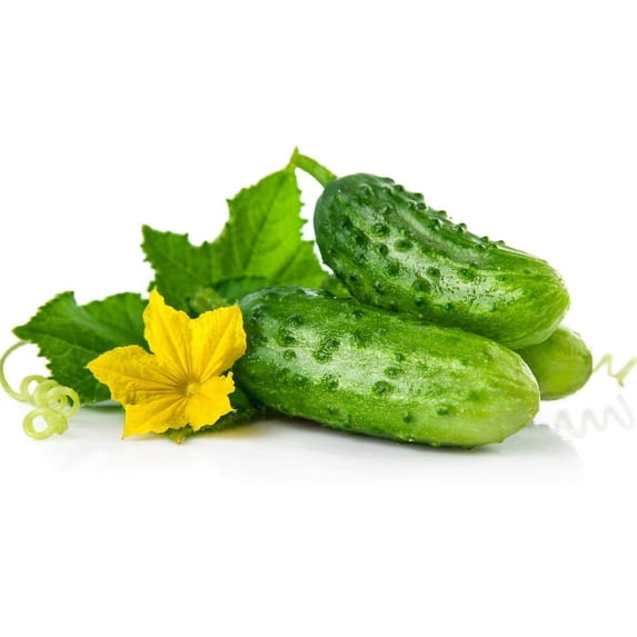 Wisconsin SMR 58 Pickling Cucumber Heirloom Premium Seed Packet