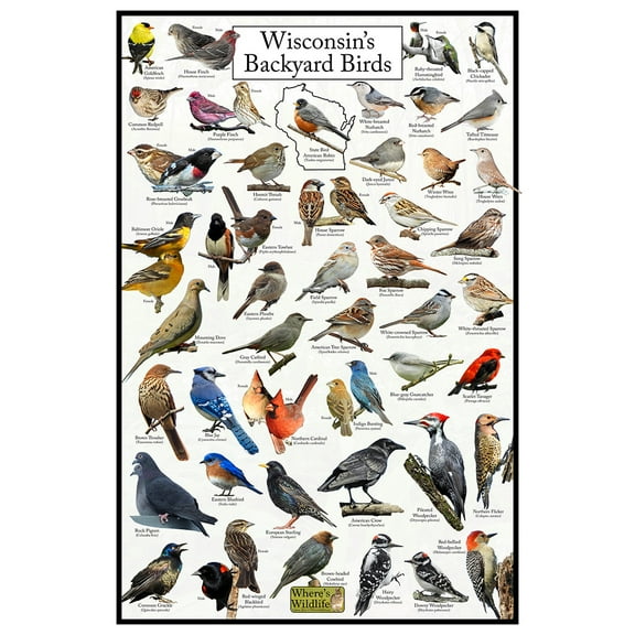 Wisconsin's Backyard Birds Poster - Wisconsin Bird Chart Highlighting Birds At Your Bird Feeder