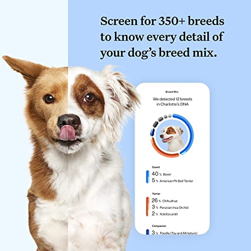 Wisdom Panel Breed Discovery Dog DNA Kit: Most Accurate Dog Breed ...