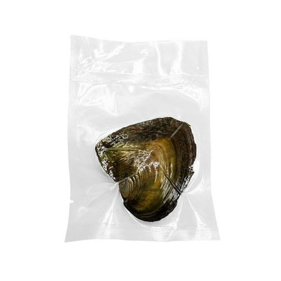 Wish Pearl Necklace Kit, Oysters with Pearls Inside, Pearl Cage Necklace, Pearl Necklace Kit, DIY Necklace Making Kit for Adults, Valentine's Day Surprise Gifts for Wife, Girlfriend, Mother