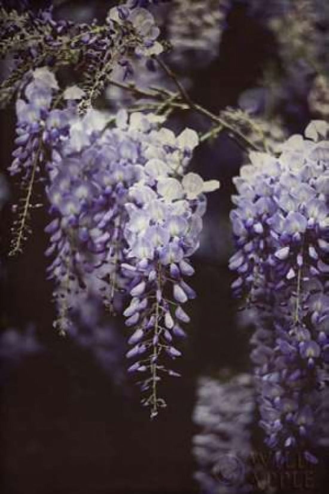 Wisteria Cascade I Canvas Art - Elizabeth Urquhart (12 x 18)