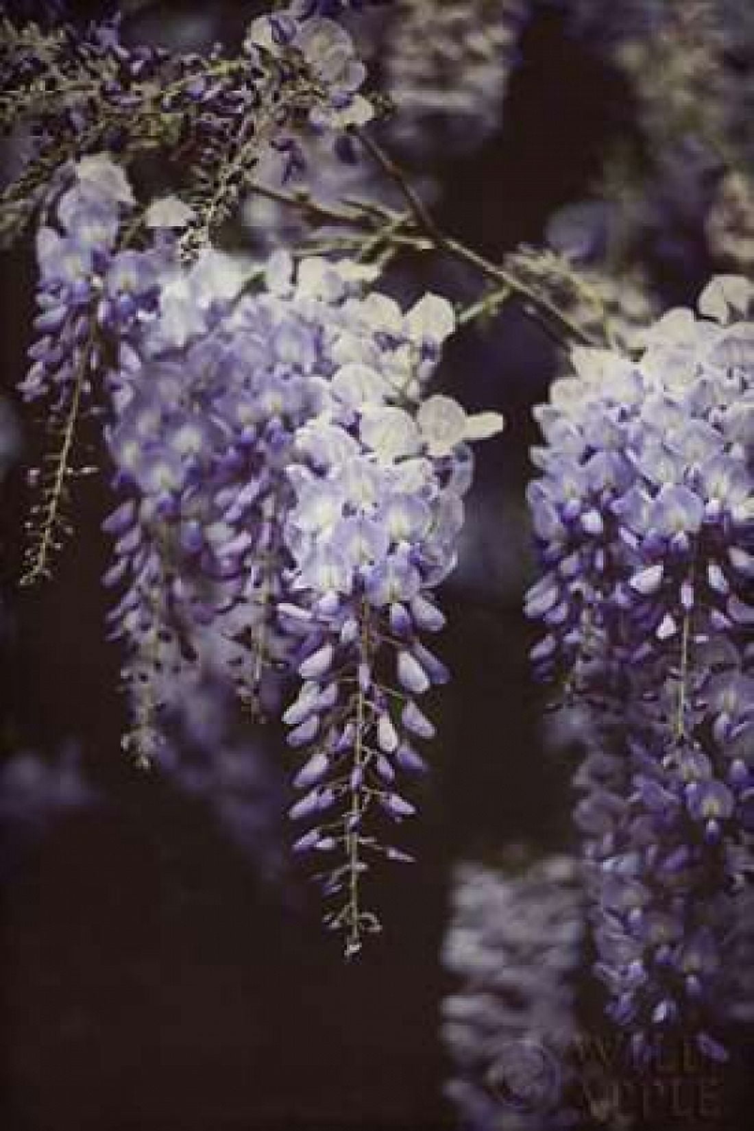 Wisteria Cascade I Canvas Art - Elizabeth Urquhart (24 x 36)