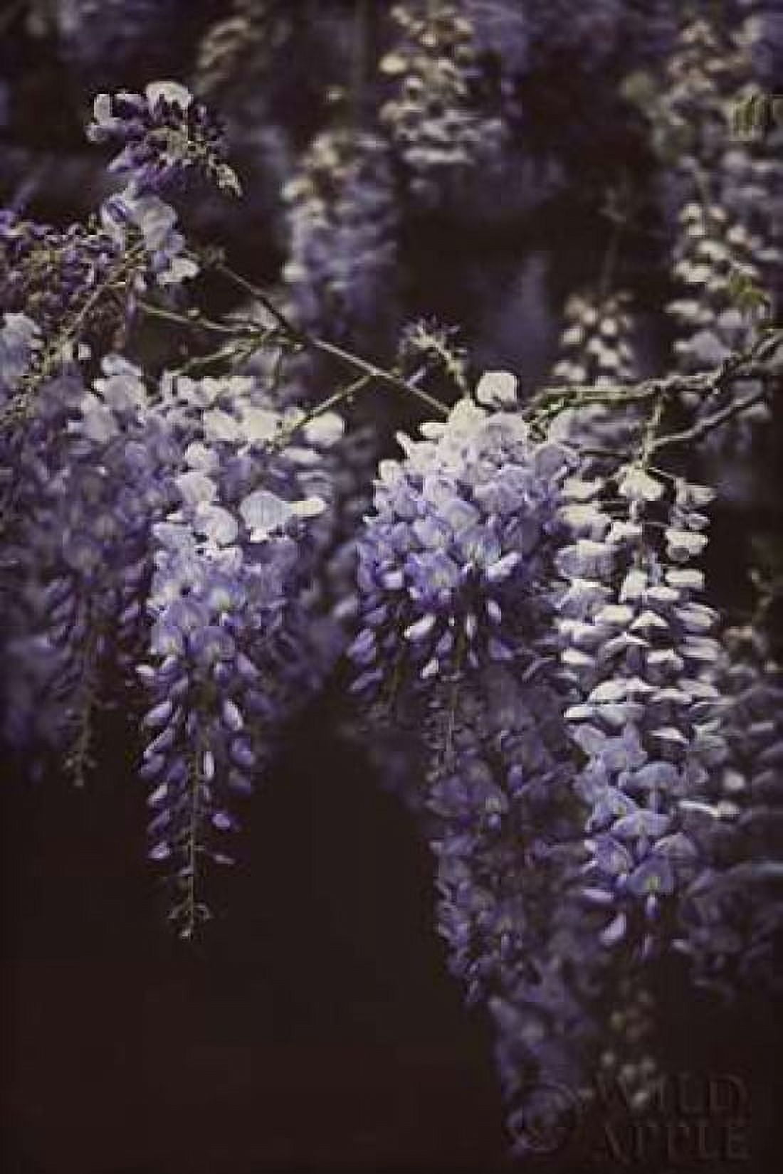 Wisteria Cascade II Canvas Art - Elizabeth Urquhart (24 x 36)