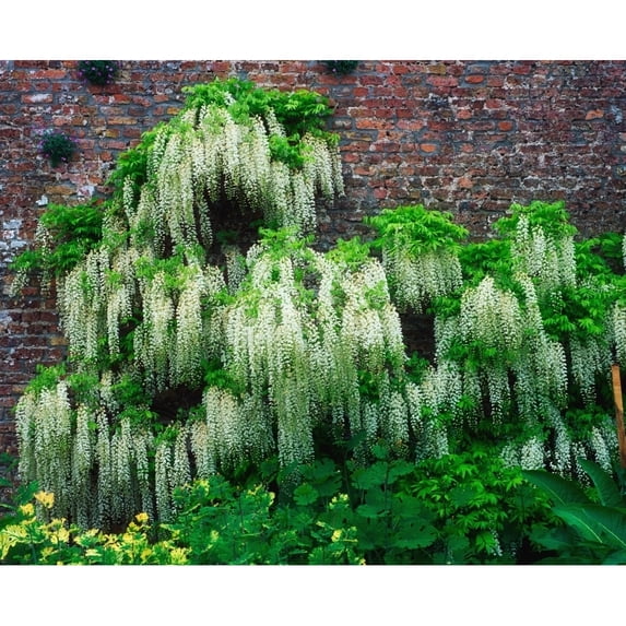 Wisteria Climbing Garden Wall by The Irish Image Collection / Design Pics (32 x 26)