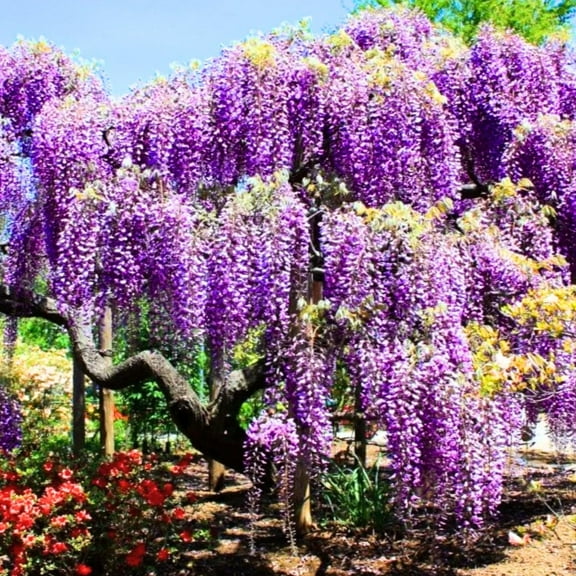 Wisteria Plant in Pot, 6 to 12 Inch Purple Flowering Vine Starter Plants for Garden