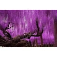 thumbnail image 1 of Wisteria Seeds, Blue Moon Wisteria, Seeds, Blue Wisteria Seeds, Vine, 10 Seeds, 1 of 4