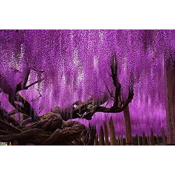 Wisteria Seeds, Blue Moon Wisteria, Seeds, Blue Wisteria Seeds, Vine, 10 Seeds