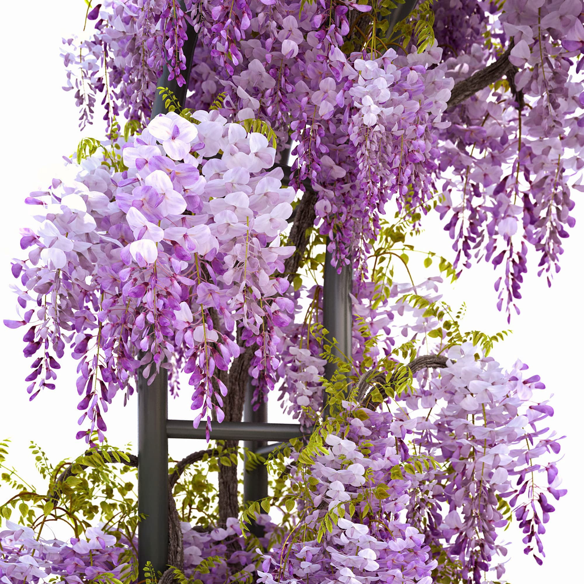 20+ Deer Proof Climbing Vines Wisteria Seeds Deciduous FEV6 Perennial Vine Fragrant Climber Attracts