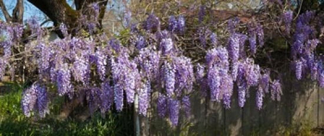 Wisteria flowers in bloom Sonoma California USA Canvas Art - Panoramic Images (30 x 13)