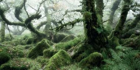 Wistmans Wood Dartmoor Canvas Art - David Clapp (24 x 48)