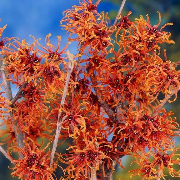 Witch Hazel Live Plant Hamamelis Shrub 1.5 to 2.5 Ft Tall Fragrant Winter Blooming Ornamental Garden Plant