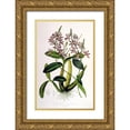 thumbnail image 1 of Withers, Augusta 11x14 Gold Ornate Wood Framed with Double Matting Museum Art Print Titled - Orchid, Schomburgkia Tibicinus, 1 of 4
