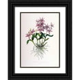 thumbnail image 1 of Withers, Augusta 24x32 Black Ornate Wood Framed with Double Matting Museum Art Print Titled - Orchid, Barkeria Spectabilis, 1 of 4