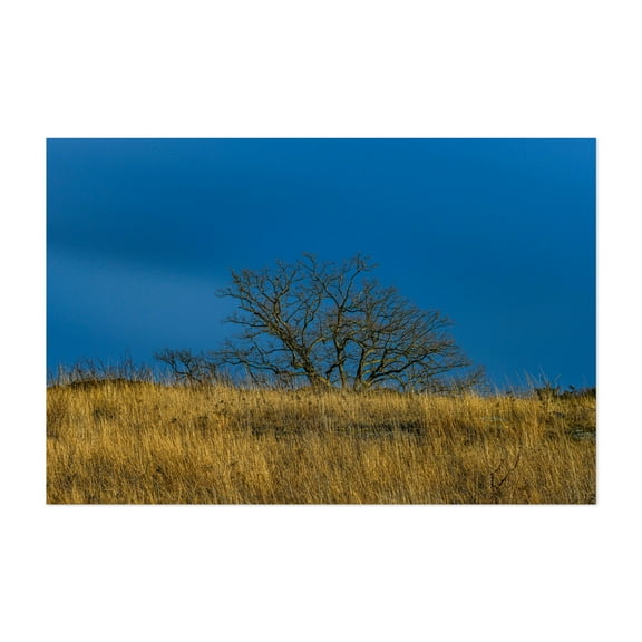 Witness Tree and Triangular Field - Photography Nature Landscape Rural Scenic Minimalist Winter Unframed Wall Art Print 4 x 6 inches