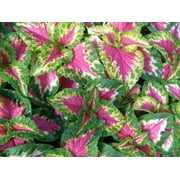 Wizard Series Rose Coleus - 10 seeds
