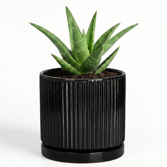 Wliror 4 Inch Black Round Ceramic Plant Pot with Drainage, Small Planter for Succulent Cactus Herb Indoor Decor