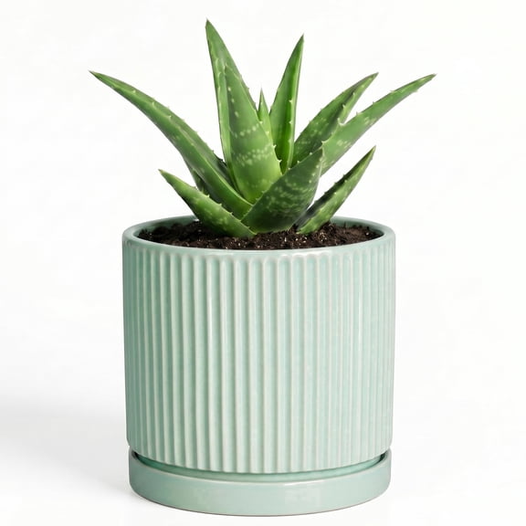 Wliror 4 Inch Mint Green Ceramic Mini Planter with Drainage, Cute Small Flower Pot for Succulent Desk Decor