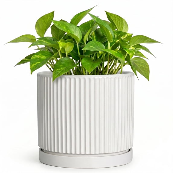 Wliror 6 Inch White Ceramic Plant Pot with Drainage and Saucer, Clean Modern Planter for Indoor Herbs and Succulents