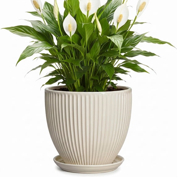 Wliror 8 Inch Cream White Ceramic Planter with Drainage – Warm Off‑White Flower Pot for Indoor Plants, Fiddle Leaf Figs, Ferns