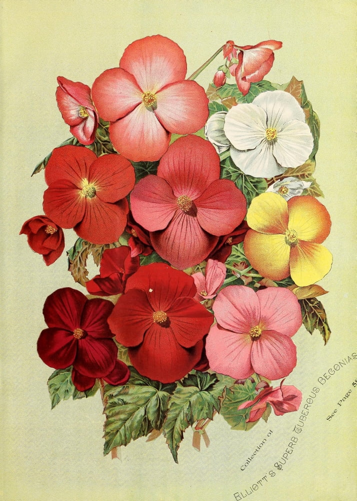 Wm Elliott & Sons Catalogue 1892 Flowers Canvas Art - (18 x 24)