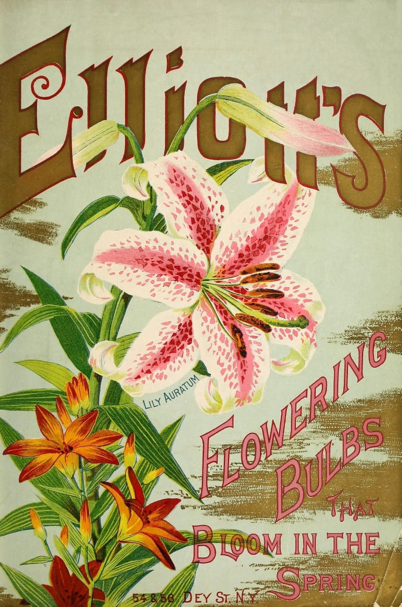 Wm Elliott & Sons Catalogue 1895 Cover with Lily Canvas Art - (18 x 24)
