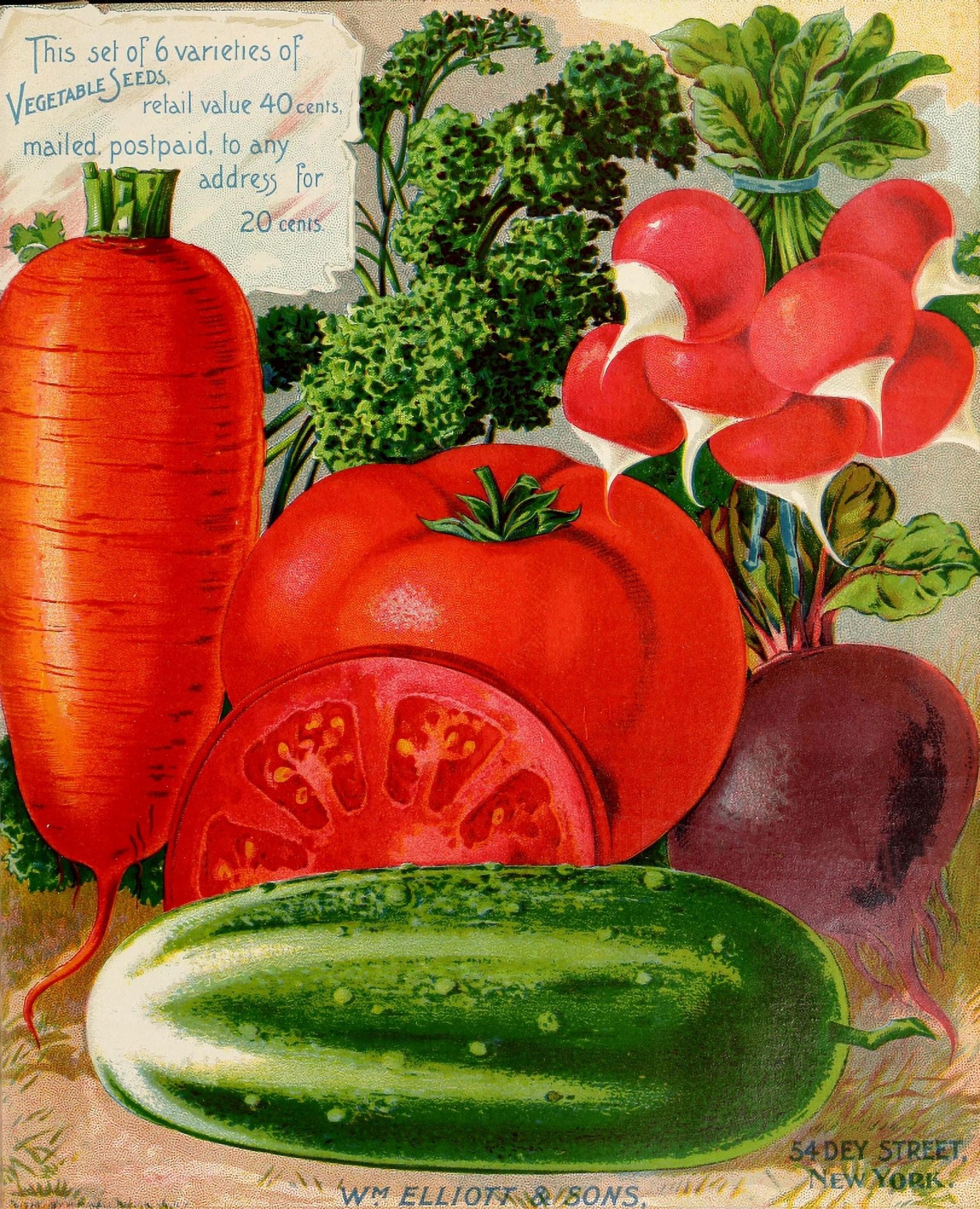 Wm Elliott & Sons Catalogue 1897 Vegetables Canvas Art - (24 x 36)