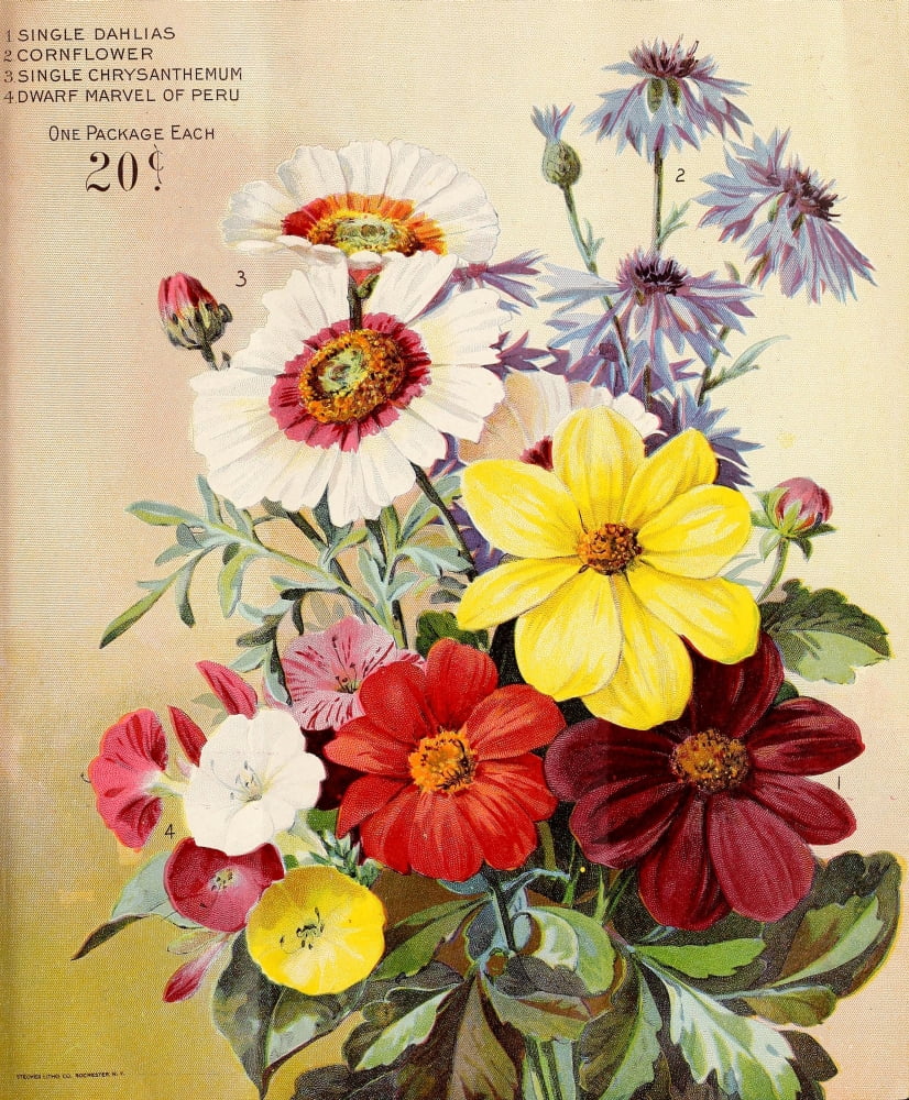 Wm Elliott & Sons Catalogue 1898 Flowers Canvas Art -  (24 x 36)
