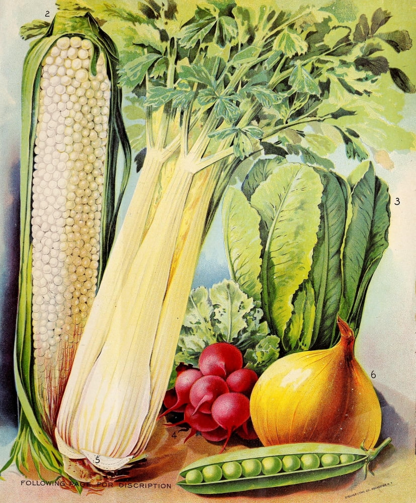Wm Elliott & Sons Catalogue 1898 Vegetables Canvas Art - (24 x 36)