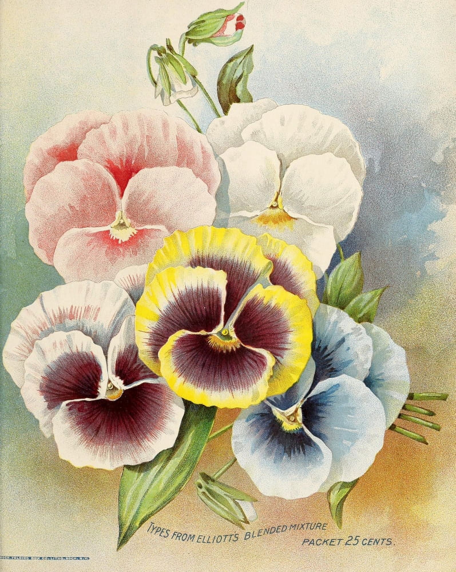 Wm Elliott & Sons Catalogue 1899 Flowers Canvas Art - (18 x 24)