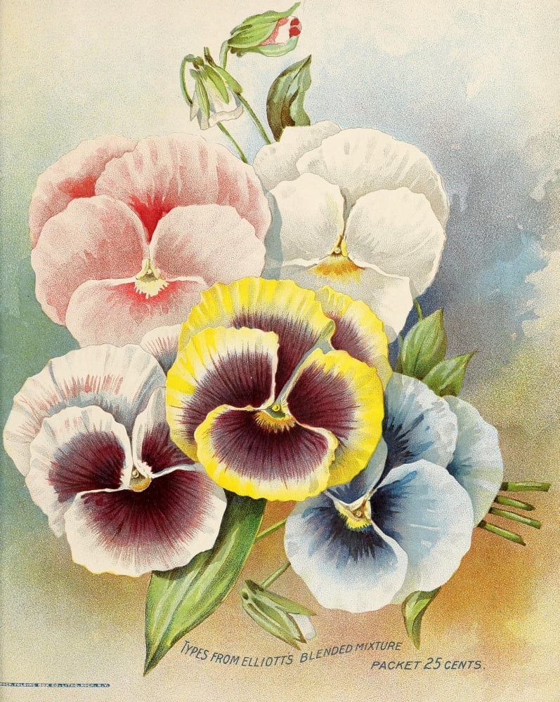 Wm Elliott & Sons Catalogue 1899 Flowers Canvas Art - (24 x 36)