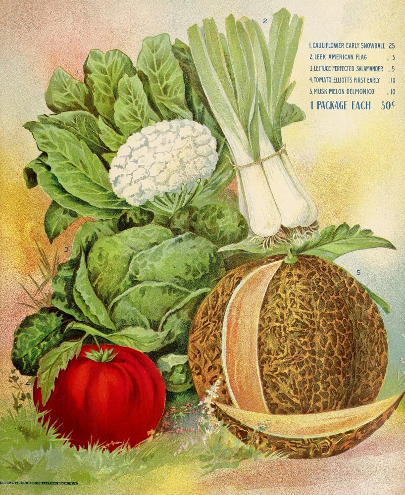 Wm Elliott & Sons Catalogue 1899 Vegetables Canvas Art - (24 x 36)