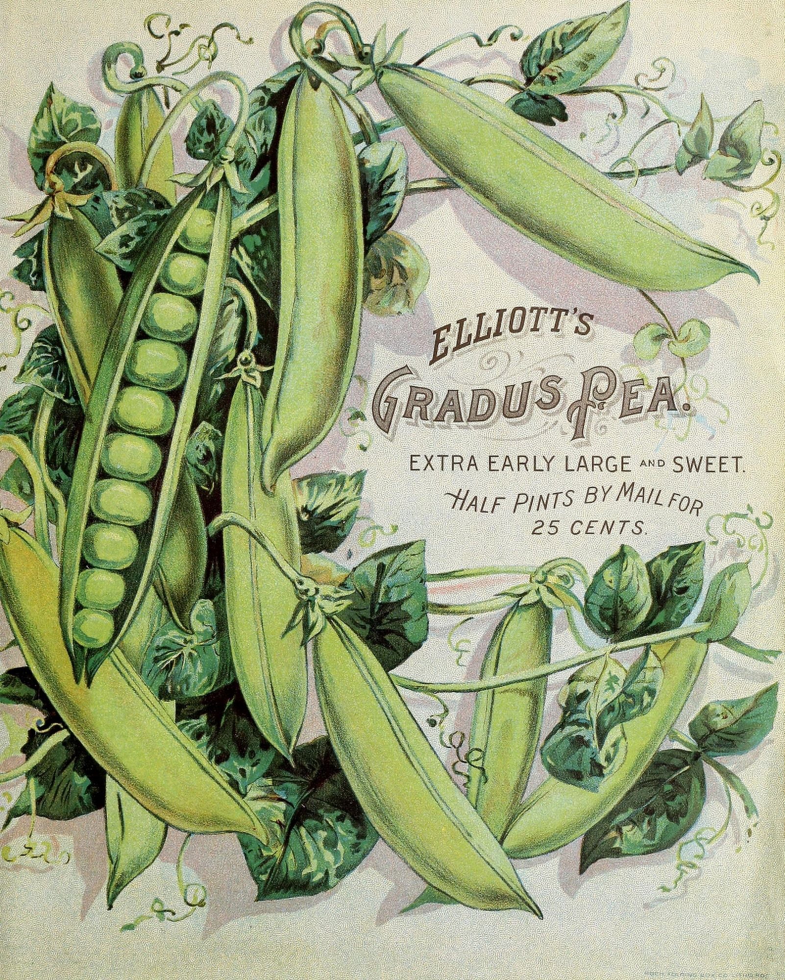 Wm Elliott & Sons Catalogue 1900 Vegetables Canvas Art - (18 x 24)