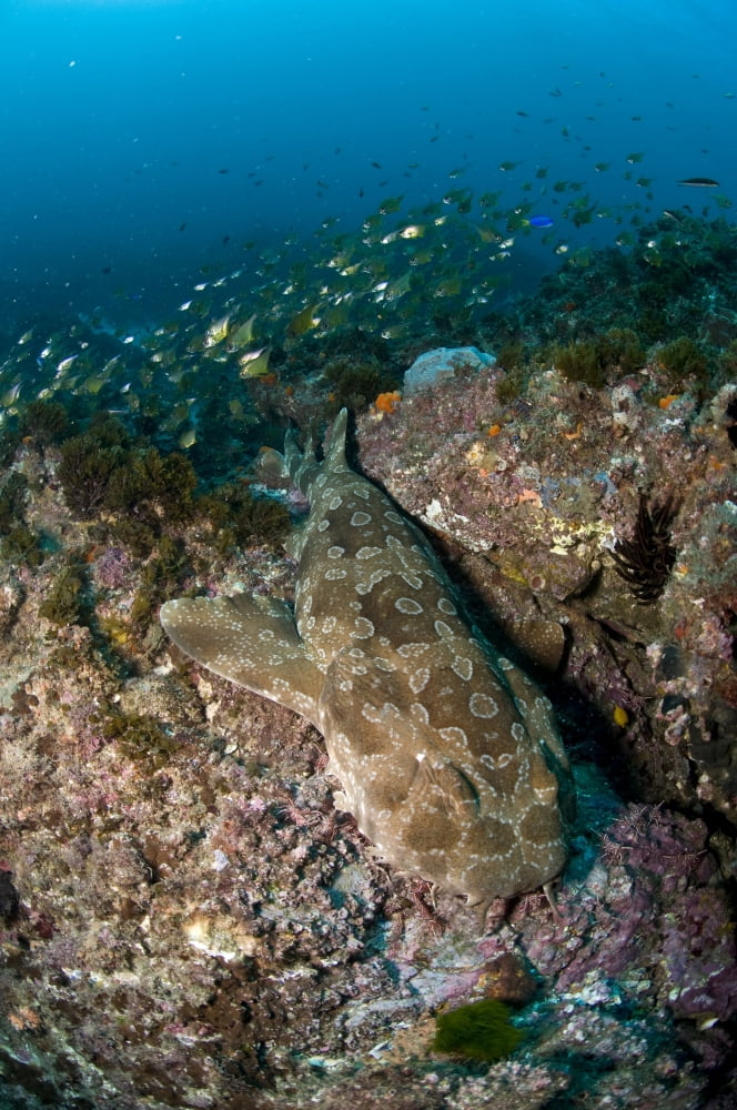 Wobbegong shark and cardinalfish Byron Bay Australia Canvas Art - Mathieu MeurStocktrek Images (12 x 18)