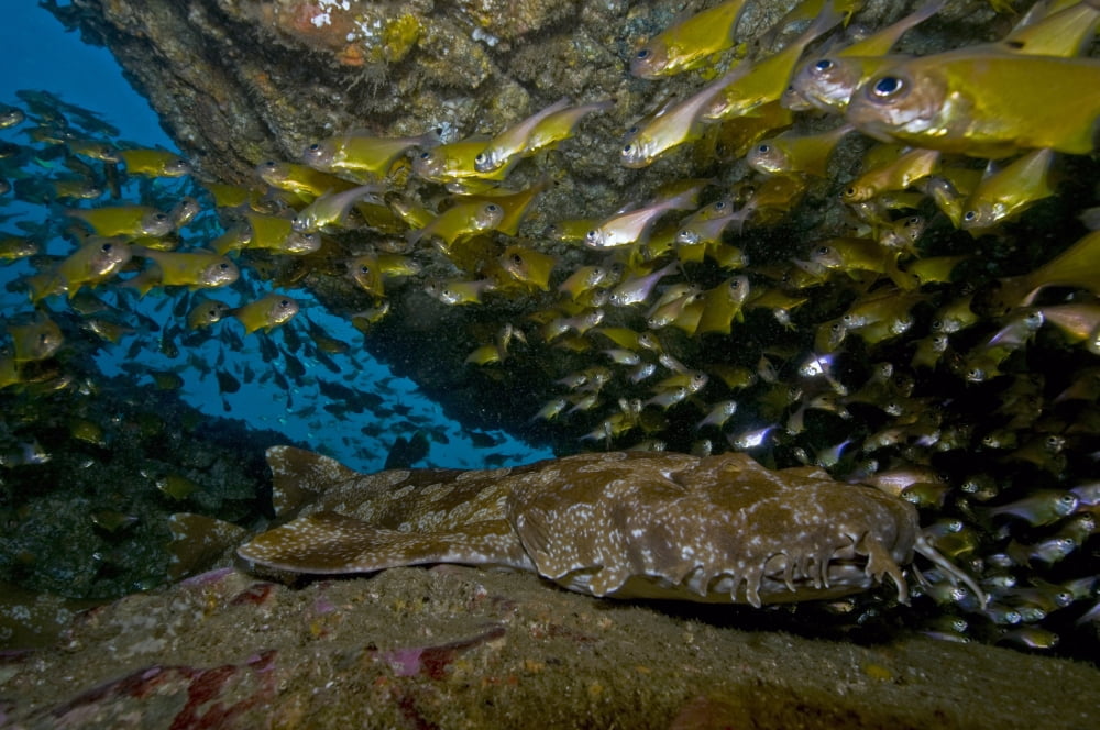 Wobbegong shark and cardinalfish Byron Bay Australia Canvas Art - Mathieu MeurStocktrek Images (18 x 12)