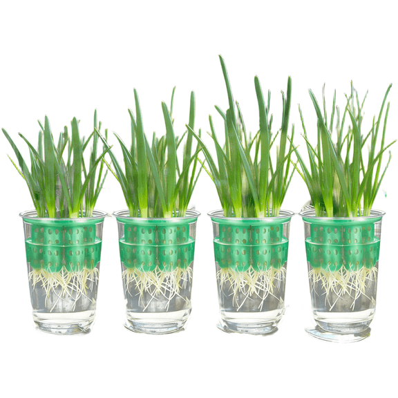 Wofarmy 4Pc for Mini Transparent Container for Pothos Anthurium Plants 9Cm White Green Green 4-piece Set
