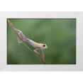 thumbnail image 1 of Wolbers, Louise 18x13 White Modern Wood Framed Museum Art Print Titled - Morning Stretch, 1 of 4