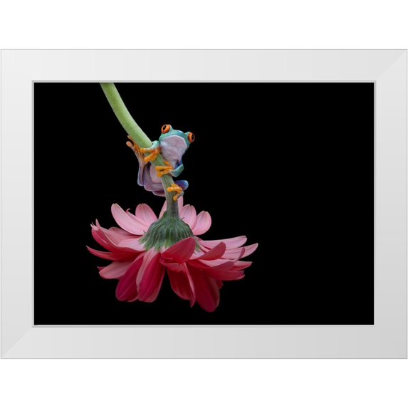 Wolbers, Louise 18x14 White Modern Wood Framed Museum Art Print Titled - Red Eyed Tree Frog
