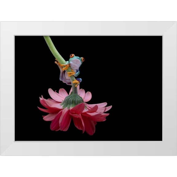 Wolbers, Louise 24x18 White Modern Wood Framed Museum Art Print Titled - Red Eyed Tree Frog