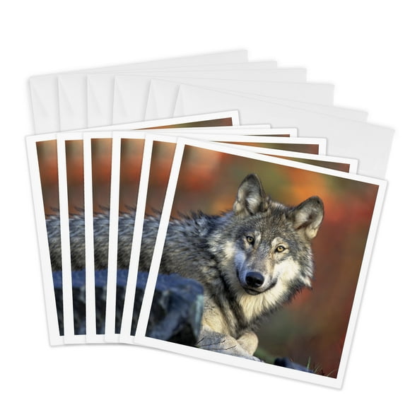 3dRose, Wolf, 6 Greeting Cards with envelopes
