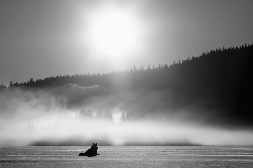 Wolf Basking In Sunlight Near Juneau Winter In The Tongass National Forest Of Southeast Alaska Composite Canvas Art - John Hyde Design Pics (34 x 22)