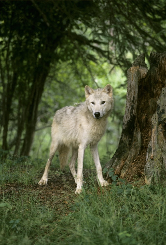 Wolf (Canis Lupus) Canvas Art - Rebecca Grambo Design Pics (12 x 17)