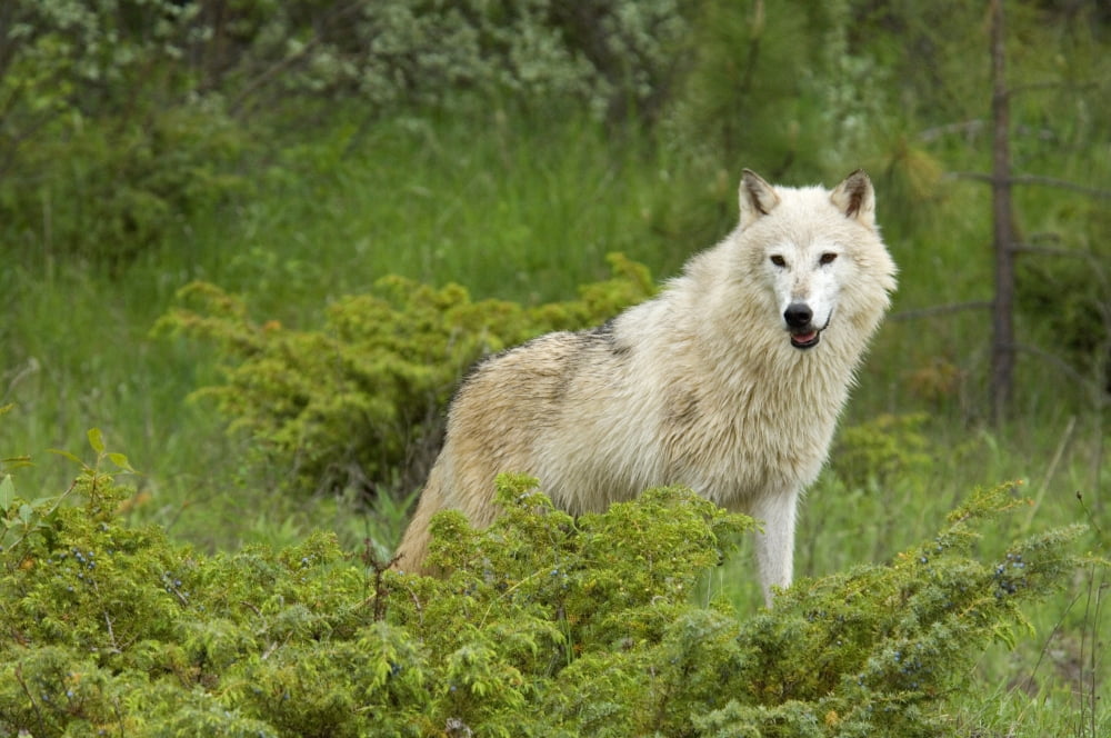 Wolf (Canis Lupus) Canvas Art - Rebecca Grambo Design Pics (18 x 11)