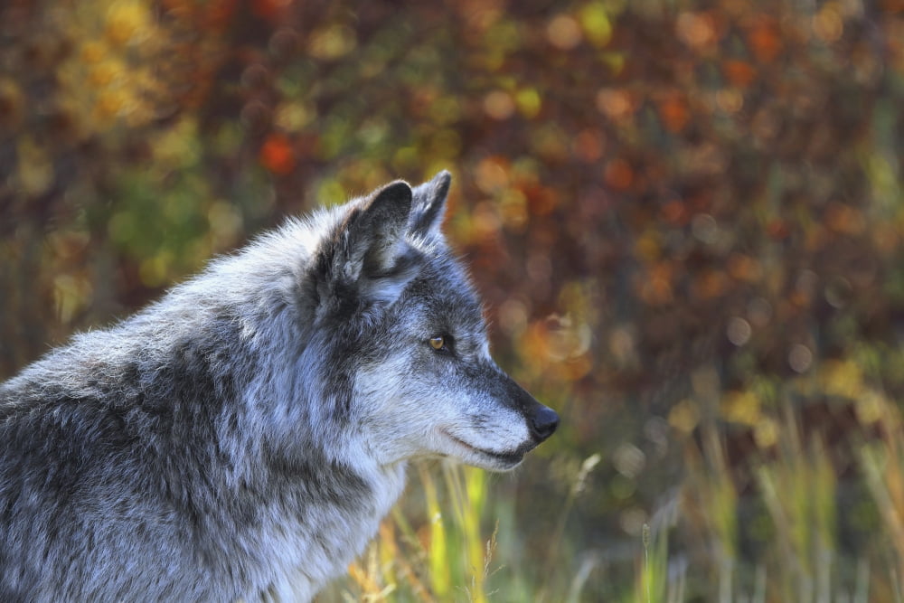 Wolf (Canis Lupus) Golden British Columbia Canada Canvas Art - Richard Wear Design Pics (17 x 11)