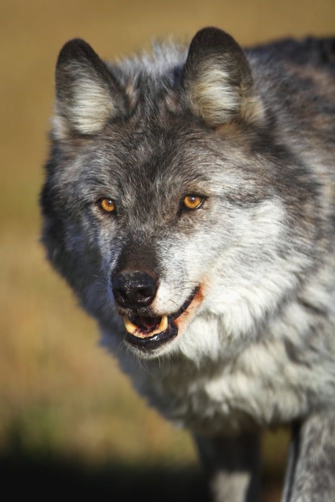 Wolf (Canis Lupus) Golden British Columbia Canada Canvas Art - Richard Wear Design Pics (24 x 36)