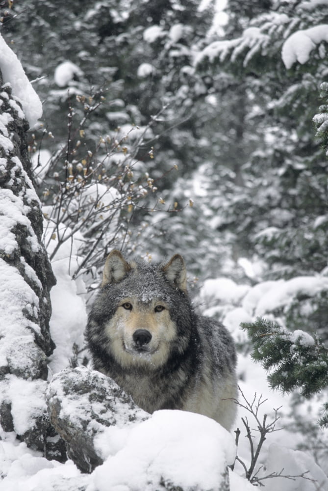 Wolf (Canis Lupus) In Snowy Forest Canvas Art - Rebecca Grambo Design Pics (22 x 34)