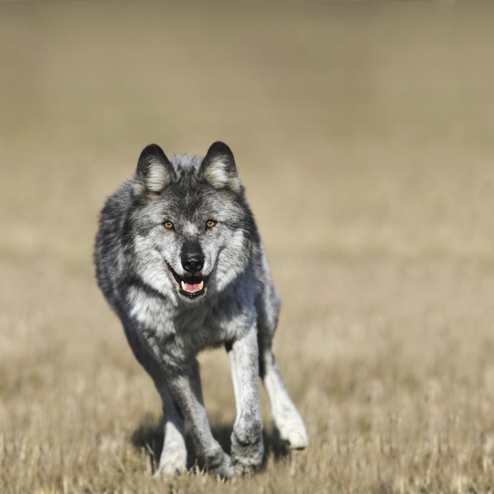 Wolf (Canis Lupus) Running Towards Camera Golden British Columbia Canada Canvas Art - Richard Wear Design Pics (24 x 24)