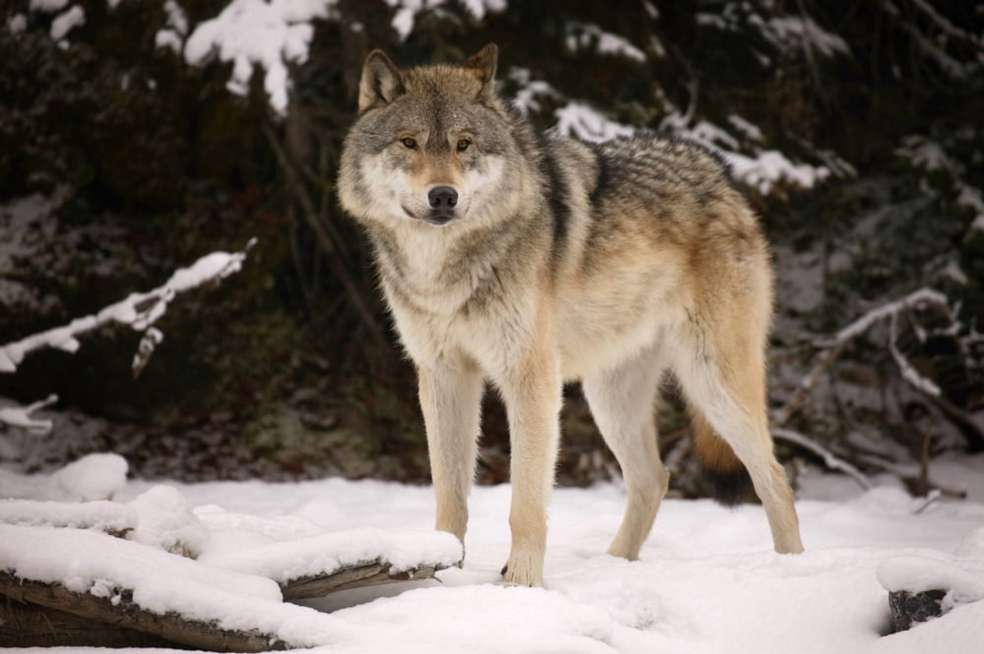 Wolf Canvas Art - Don Hammond Design Pics (17 x 11)