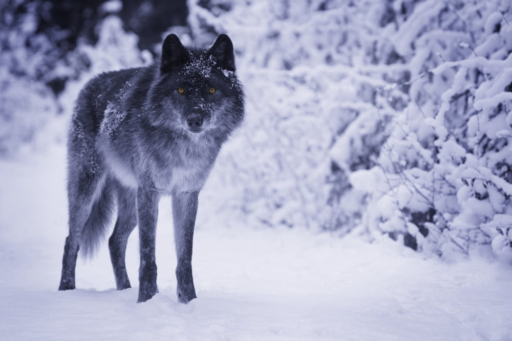 Wolf Canvas Art - Don Hammond Design Pics (34 x 22)